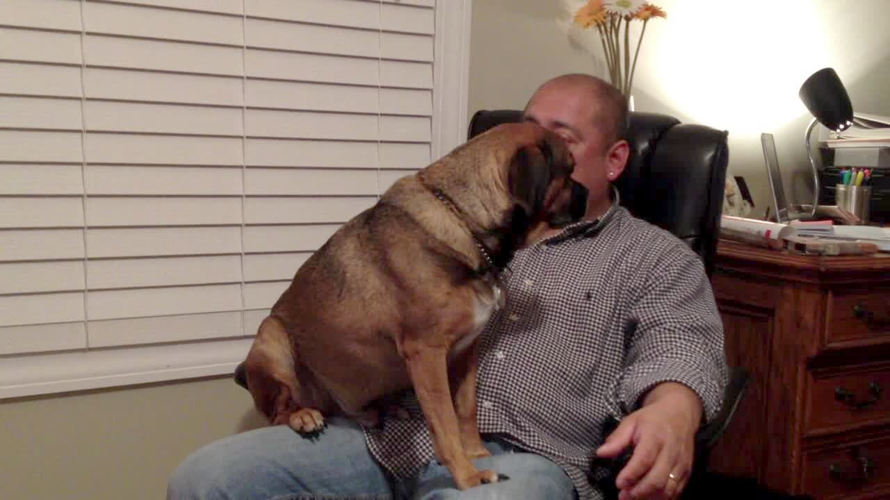 Video thumbnail showing: A man pets a puggle dog as they sit in a chair together. When the man stops petting the dog, the dog paws at the man's hand and pulls it to him so he can keep petting. Best action in first 30 seconds.