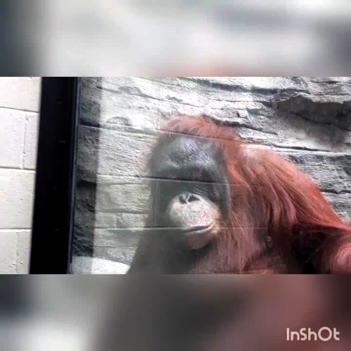Video thumbnail showing: An orangutan looks at something on a phone screen that a man presses into its window at the zoo. The man pulls it away and the orangutan gestures for him to bring it back, so he does.