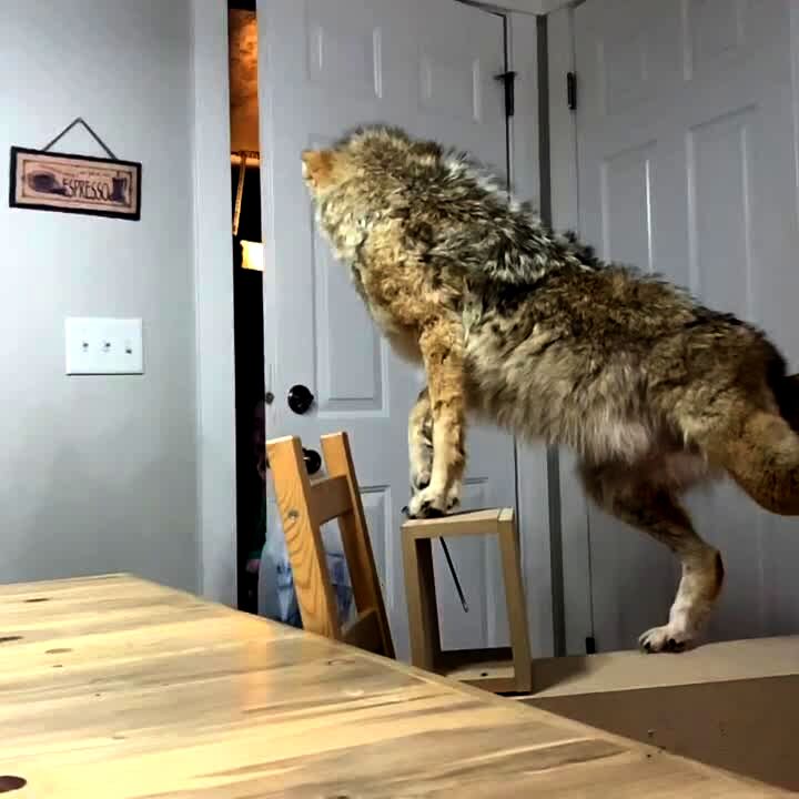 Video thumbnail showing: A young girl walks into a where a man has placed a taxidermy coyote which startles her as she walks into a kitchen and screams and covers her ears.
