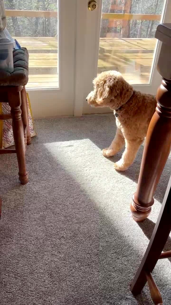 Video thumbnail showing: A poodle dog barks at home, and a woman asks him if there is another dog in the room. Then she shows that he barks at the image of a dog on his dog food bag.
