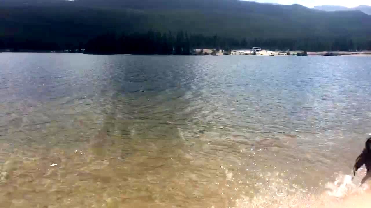 Video thumbnail showing: A woman throws a stick into a lake for a Labrador dog. The dog runs in the opposite direction and retrieves the wrong stick.